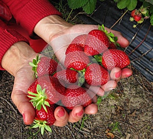 Strawberry red in the girl's hand