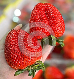 strawberry red strawberry white fruit seasonal fruit