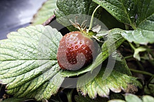 Strawberry resting on leaves