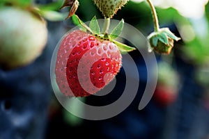 Strawberry of ripe in farm