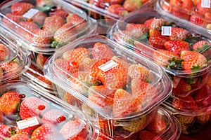 Strawberry ripe packed in boxes