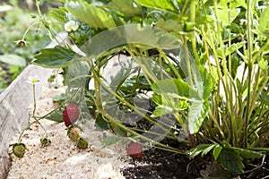 Strawberry ripens in the garden under the sun