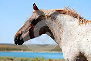 Strawberry Roan Draft Horse