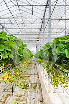 Strawberry runners in long rows in a greenhouse