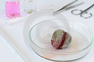 Strawberry sample with visible rot in sterile Petri dish, fungal contamination (Botrytis cinerea photo