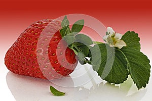 Strawberry with seedling and flower photo