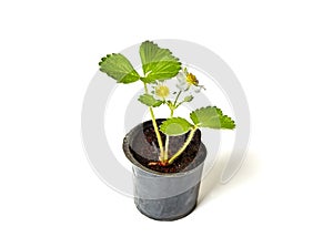 Strawberry seedling with flower isolated on white background