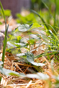 Strawberry seedling plant with straw