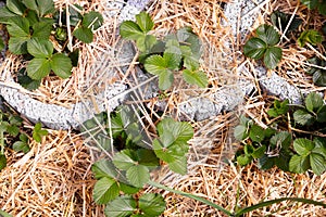 Strawberry seedling plants with straw on the ground