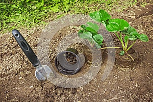 Strawberry  Seedlings With Gardening Tools on Soi