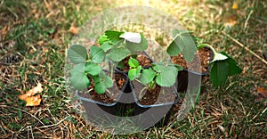 Strawberry seedlings in peat glasses on the grass, ready to plant in the garden. Preparation for planting, growing natural berries