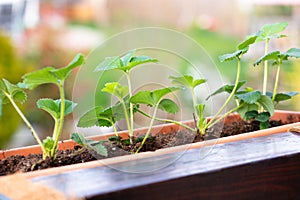 Strawberry seedlings in a plant pot