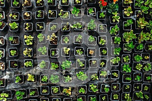 Strawberry seedlings in plastic boxes, top view, in modern greenhouse for cultivation flowers and ornamental plants for gardening