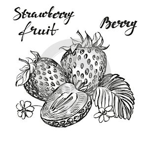 Strawberry set hand drawn vector illustration sketch