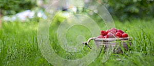 Strawberry in a small basket on a green grass.