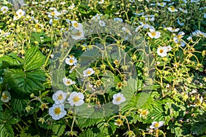 Strawberry small white flowers blossom in the garden