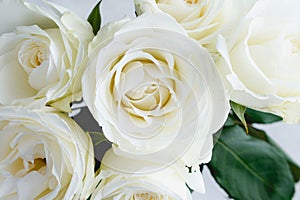 Closeup View of Six Cream Colored Roses photo