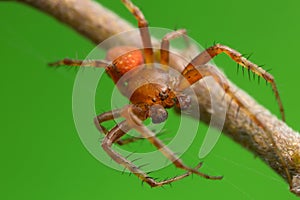 Strawberry spider, Araneus alsine, macro photo