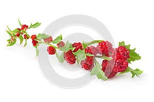 Strawberry spin herb on white