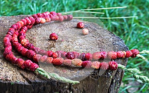 Strawberry strung on stems