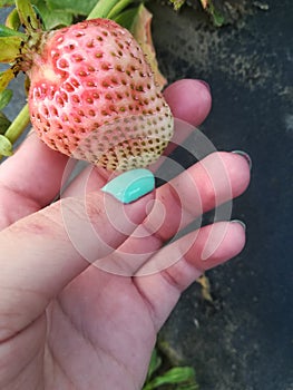 Strawberry in the summertime