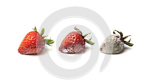 Strawberry in three stages of decomposition. Isolated on white.