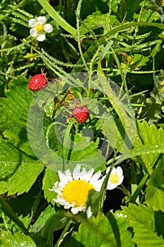 Strawberry timber