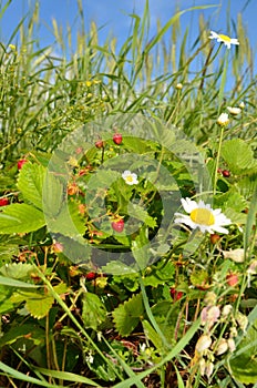 Strawberry timber