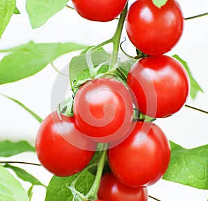 Strawberry Tomatoes