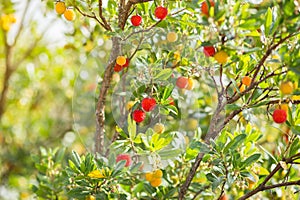 Strawberry tree, Arbutus