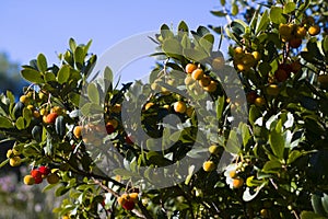 Strawberry tree (Arbutus unedo)