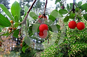 Strawberry tree Arbutus unedo fruit.