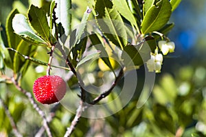 Strawberry tree (Arbutus unedo)