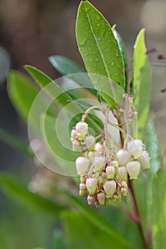 Strawberry tree Arbutus unedo small bell-shaped ivory flowers