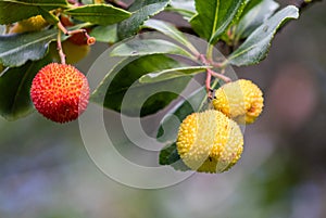Strawberry Tree berries, Arbutus unedo