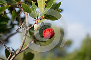 Strawberry tree, cane apple (Arbutus unedo)