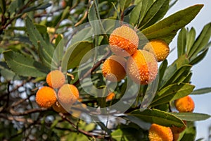 Strawberry tree,cane apple (Arbutus unedo)