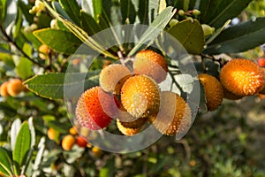 Strawberry tree,cane apple (Arbutus unedo)