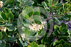 Strawberry tree in flower, Arbutus unedo