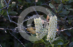 Strawberry tree flower, native shrub of Chile.