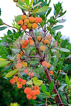 Strawberry tree near Castle of Manzanares El Real, Spain