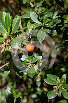 A strawberry tree with a ripe fruit in the center