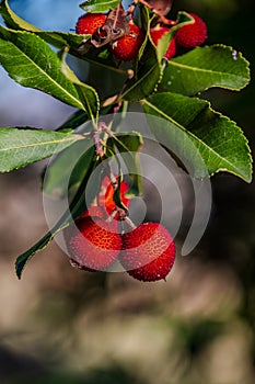 The strawberry tree, which is also called albatross