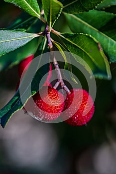 The strawberry tree, which is also called albatross