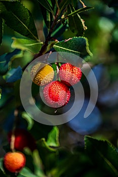 The strawberry tree, which is also called albatross