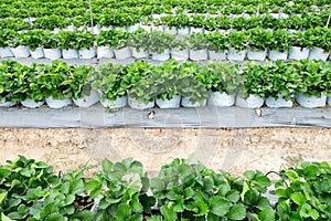 Strawberry trees in sacks arranged in rows to grow and wait for