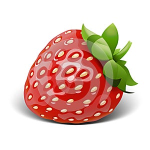 Strawberry vector