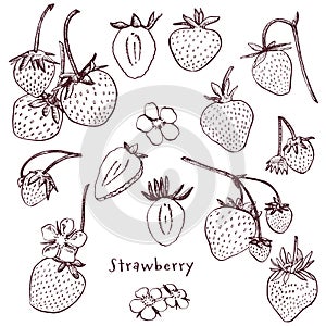 Strawberry vector illustration. Engraved style illustration. Sketched hand drawn berry, flowers, leafs and branches.