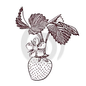 Strawberry vector illustration. Engraved style illustration. Sketched hand drawn berry, flowers, leafs and branches.