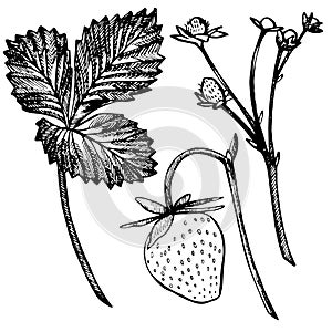 Strawberry vector illustration. Engraved style illustration. Sketched hand drawn berry, flowers, leafs and branches.